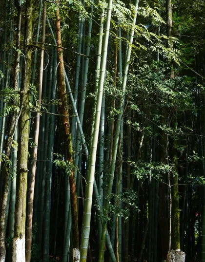 A dense forest of tall, green bamboo stalks under soft natural sunlight, capturing the tranquil nature that inspires Saragaia's Jingdezhen ceramic design.