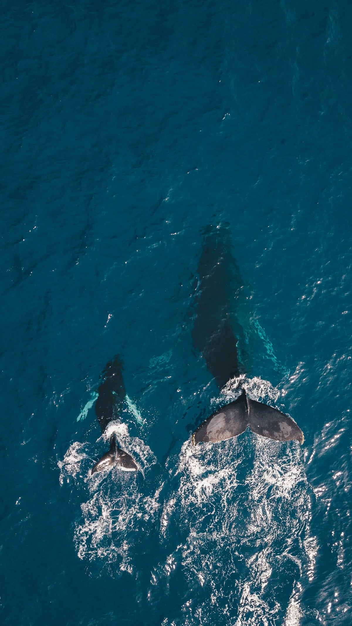 Aerial top-down shot of a humpback whale and her calf swimming in deep blue ocean water, providing natural aquatic inspiration for Saragaia ceramic designs.