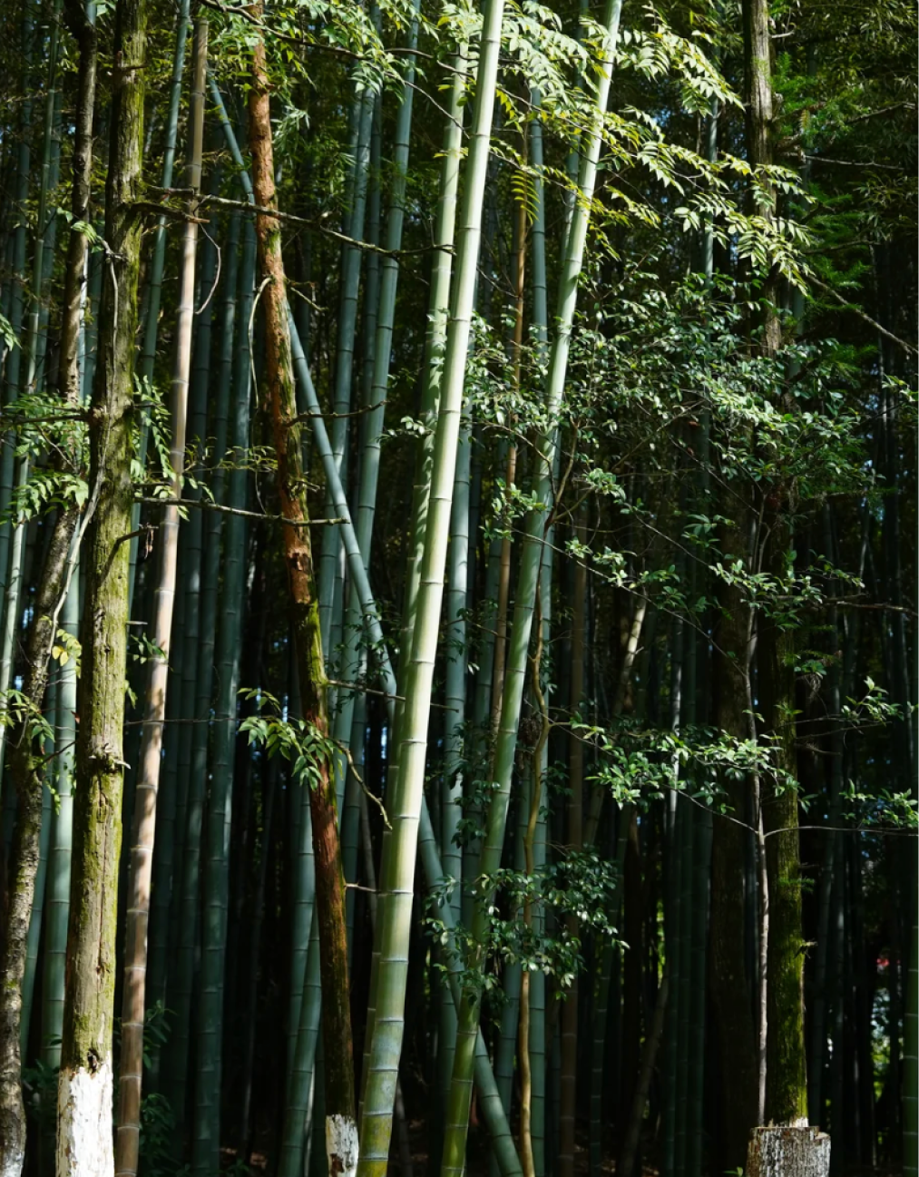 The Terroir of Earth: Tracing the Veins of Jingdezhen Kaolin