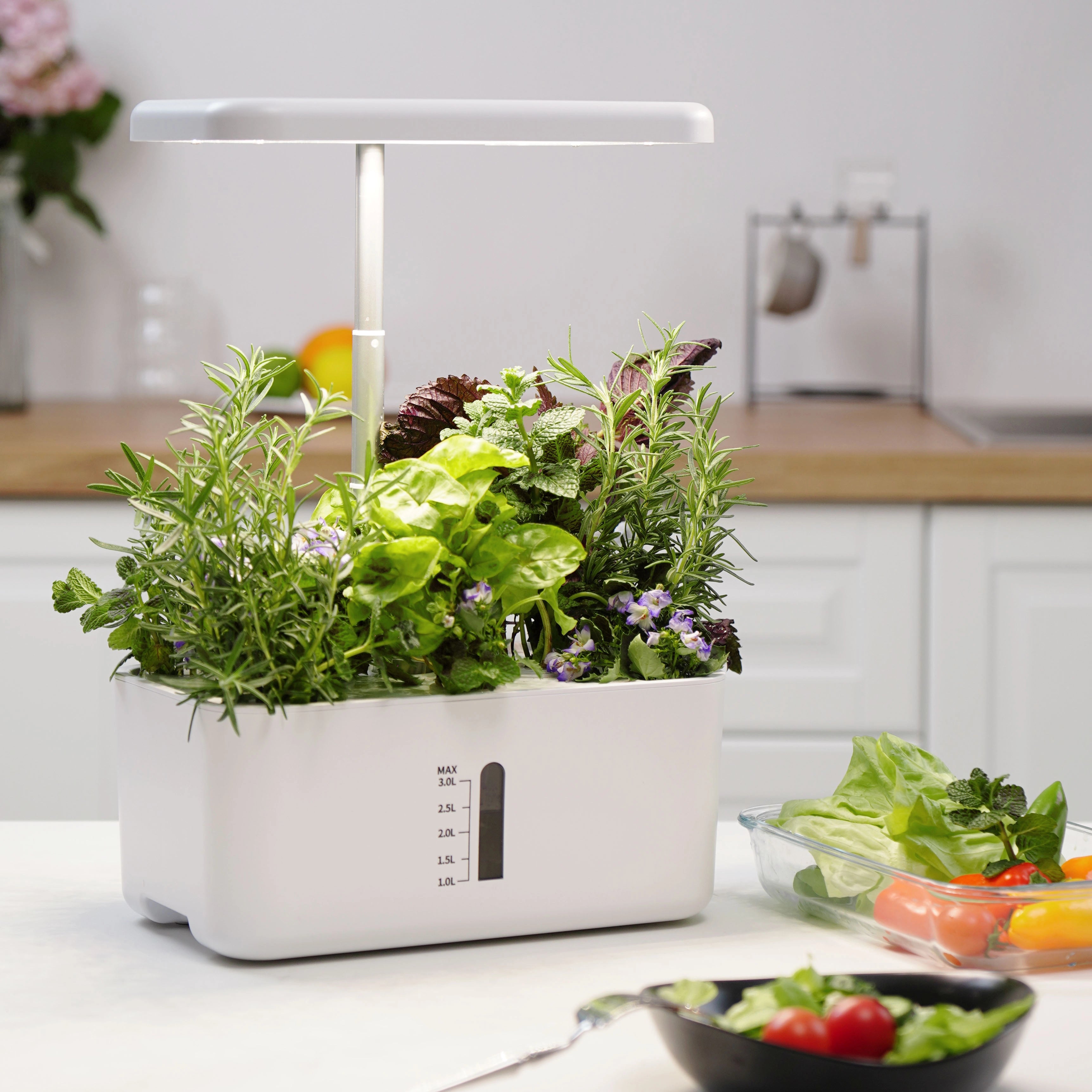 Indoor Garden