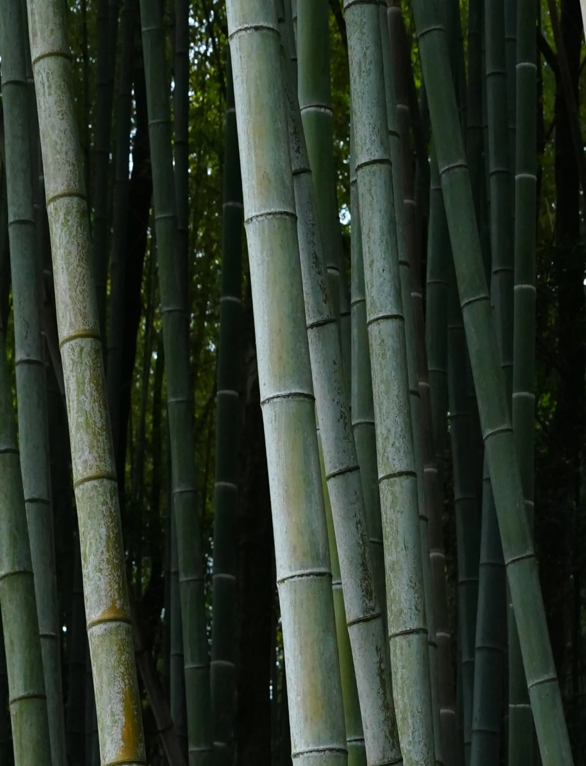 Tall, dense green bamboo trunks growing tightly together in a lush bamboo forest, serving as the rich natural inspiration for Saragaia ceramic designs.