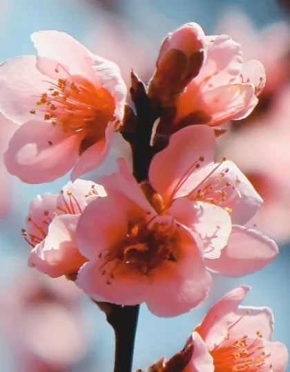 A close-up view of delicate pink peach blossoms on a branch under soft daylight, illustrating the spring nature theme behind Saragaia's peach blossom glazed ceramic collection.