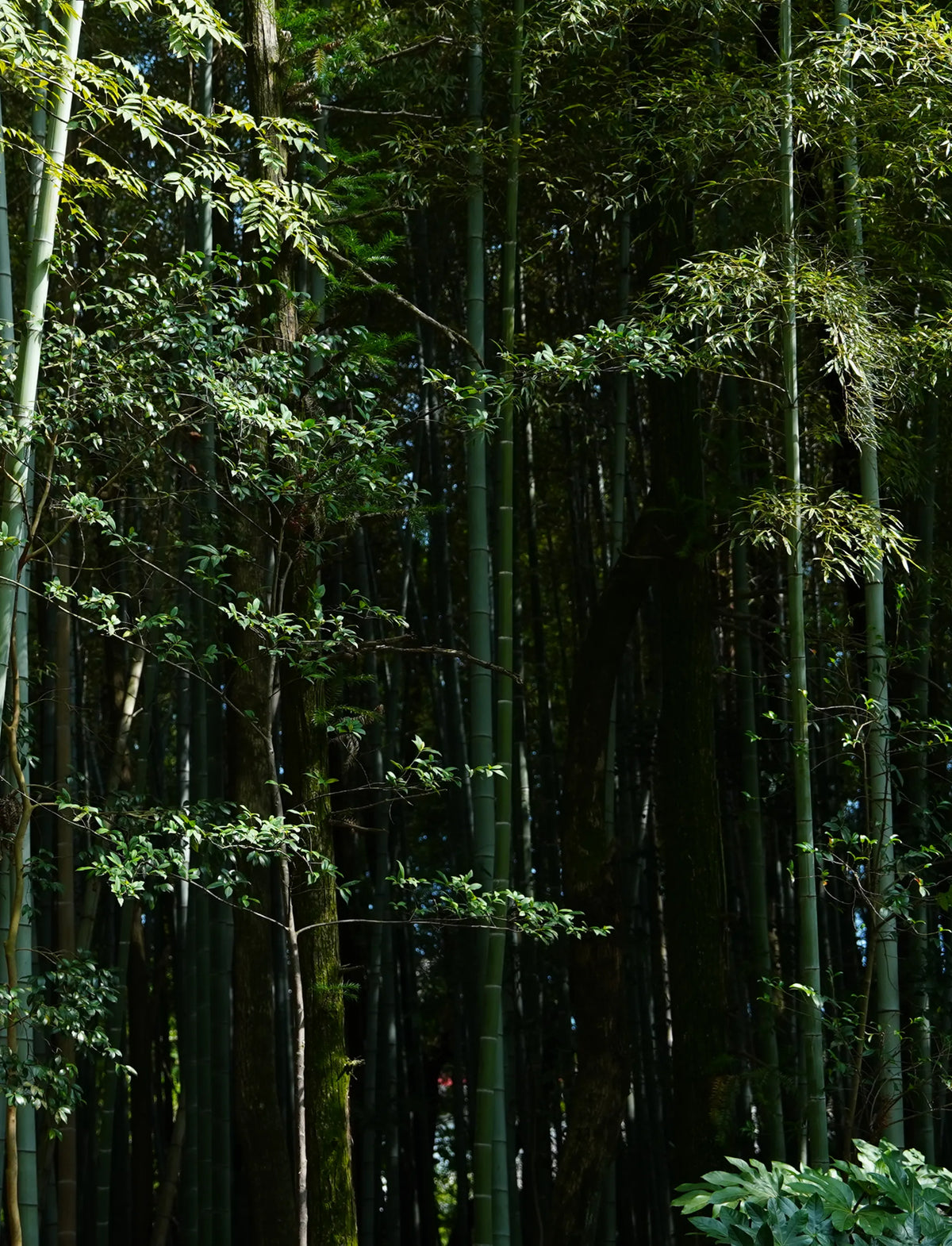 A dense bamboo forest with tall green stalks intermingled with lush trees, illustrating the wild natural habitat that inspires Saragaia's Jingdezhen ceramic design motifs.