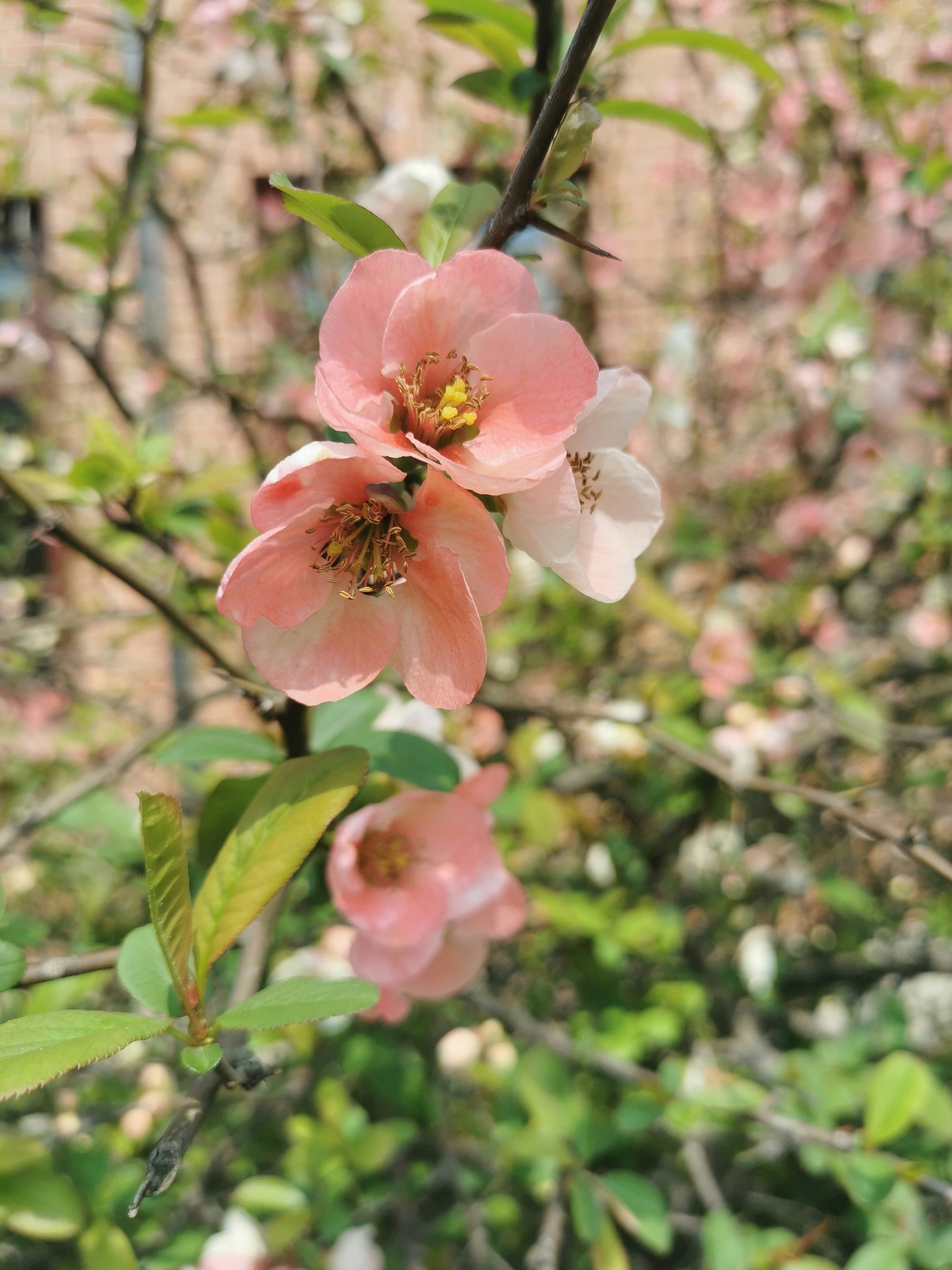 Peach Bloom Collection
