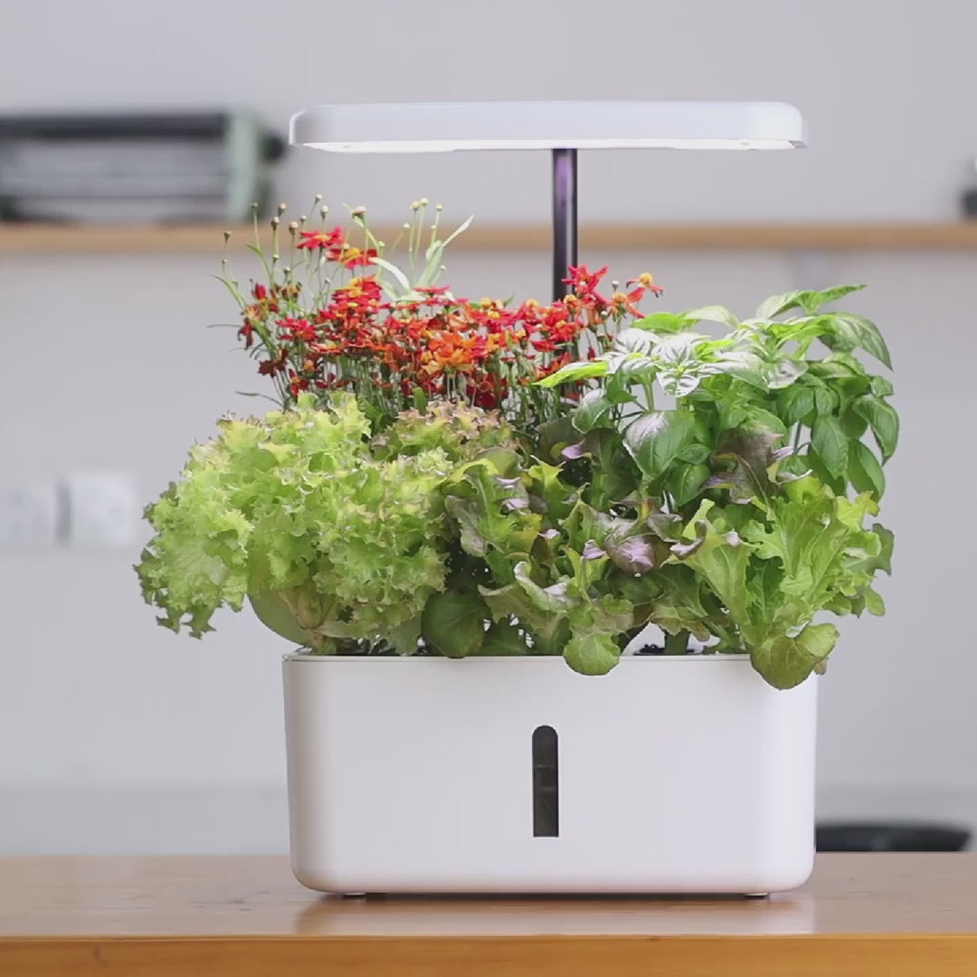 Load video: Indoor Garden